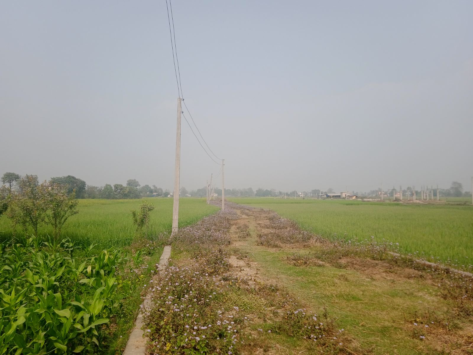 LAND ON SALE AT TILOTTAMA BHALWARI